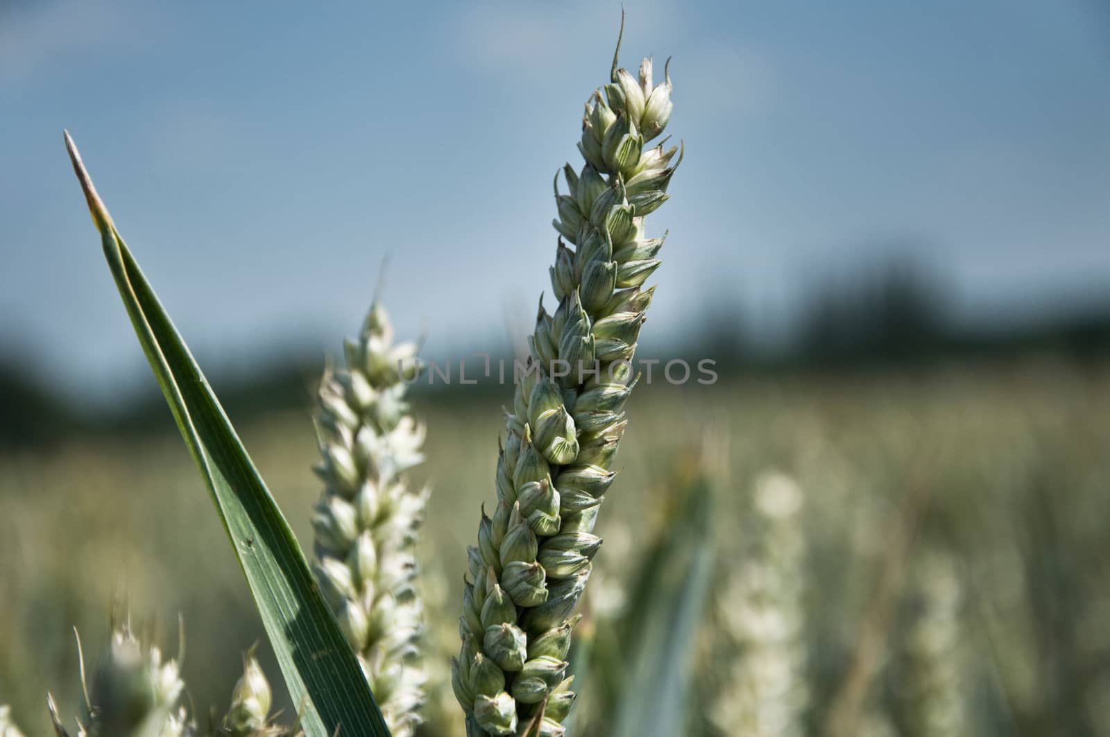 wheat field by NeydtStock