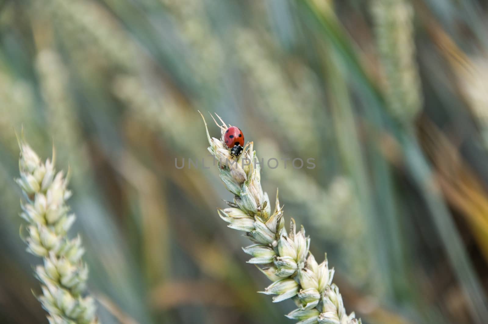 wheat field by NeydtStock