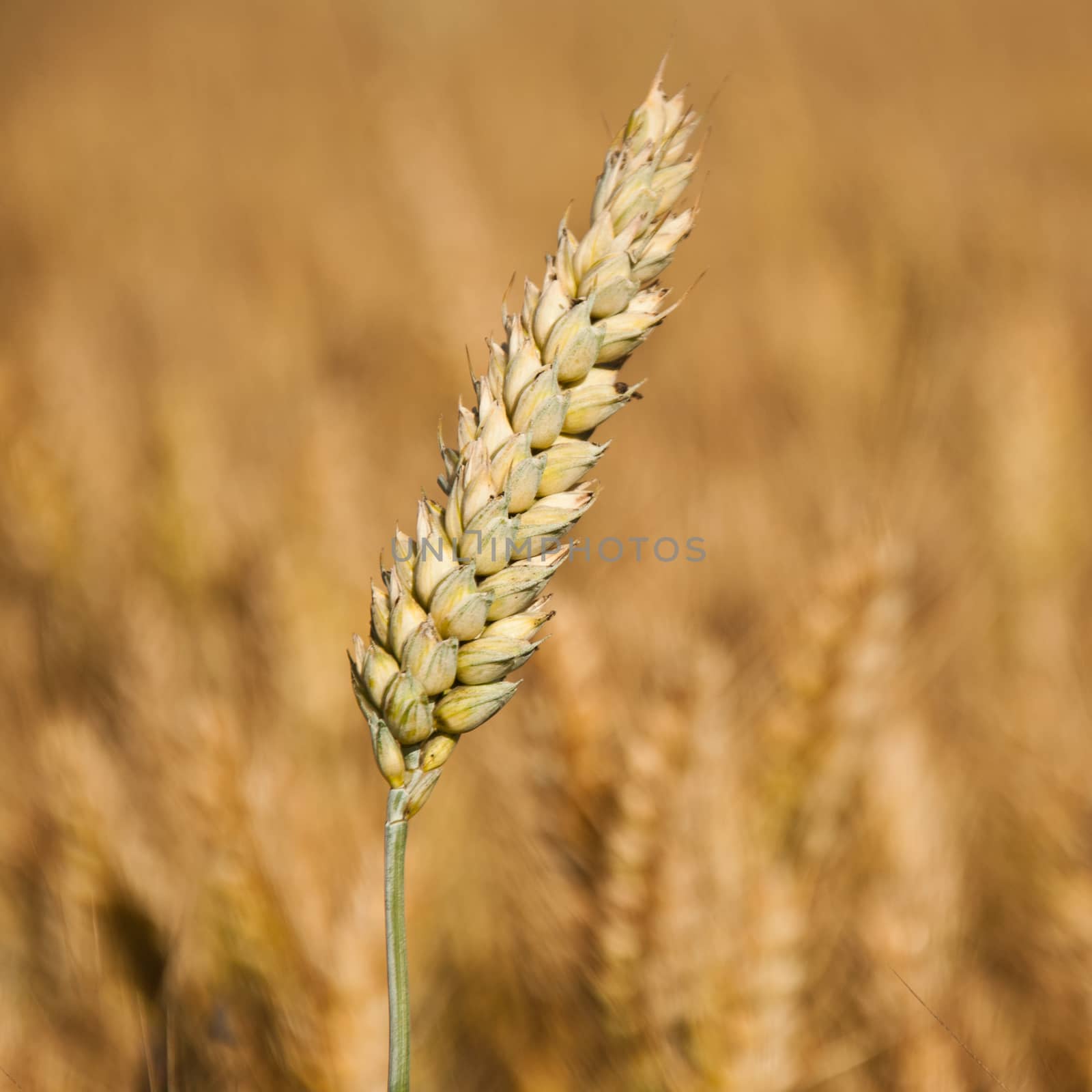wheat field by NeydtStock