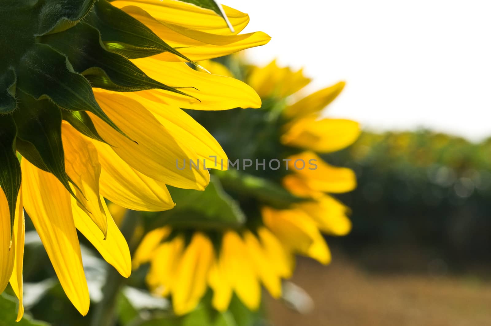 sunflower by NeydtStock