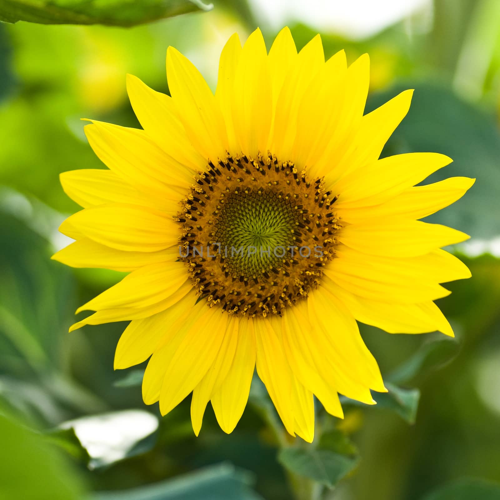 sunflower by NeydtStock