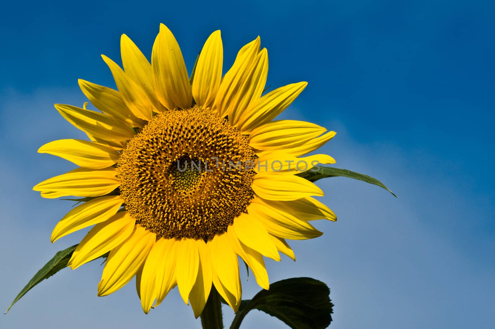 sunflower by NeydtStock