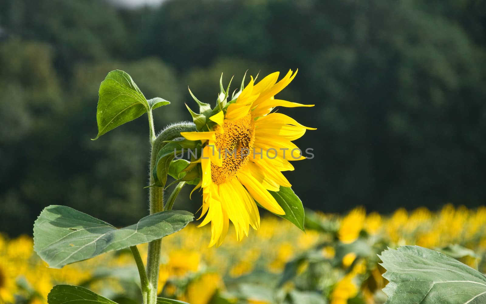 sunflower by NeydtStock