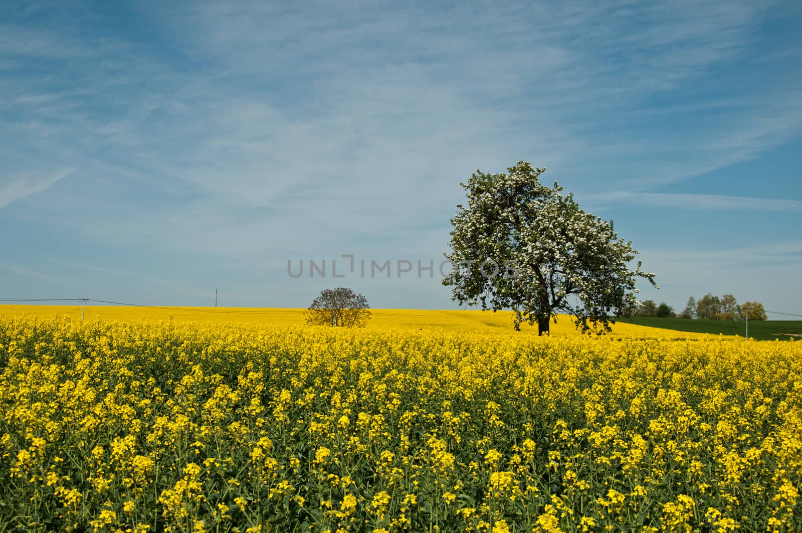 Isolated tree in rape field by NeydtStock