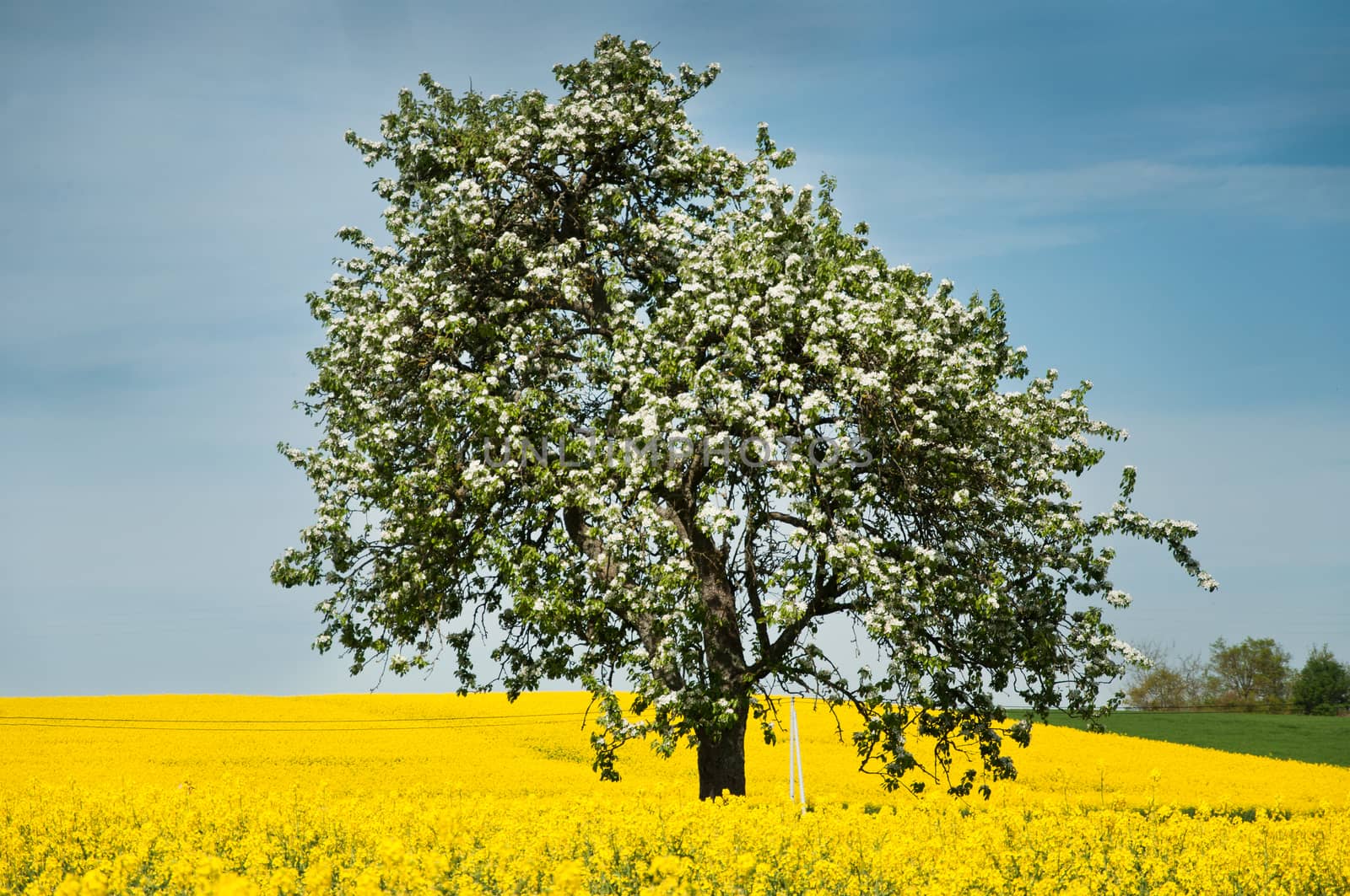 Isolated tree in rape field by NeydtStock