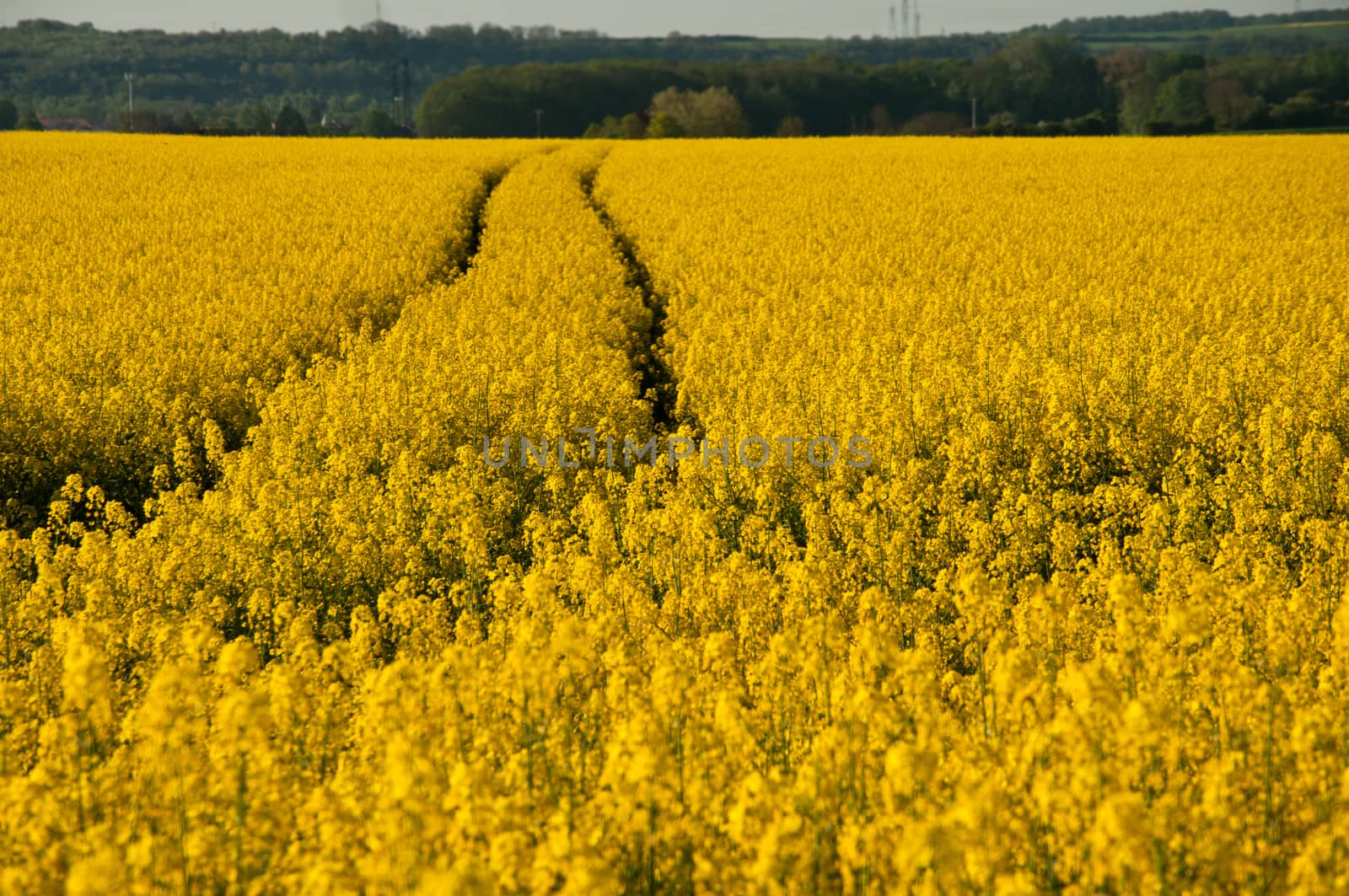 Rape Landscape by NeydtStock