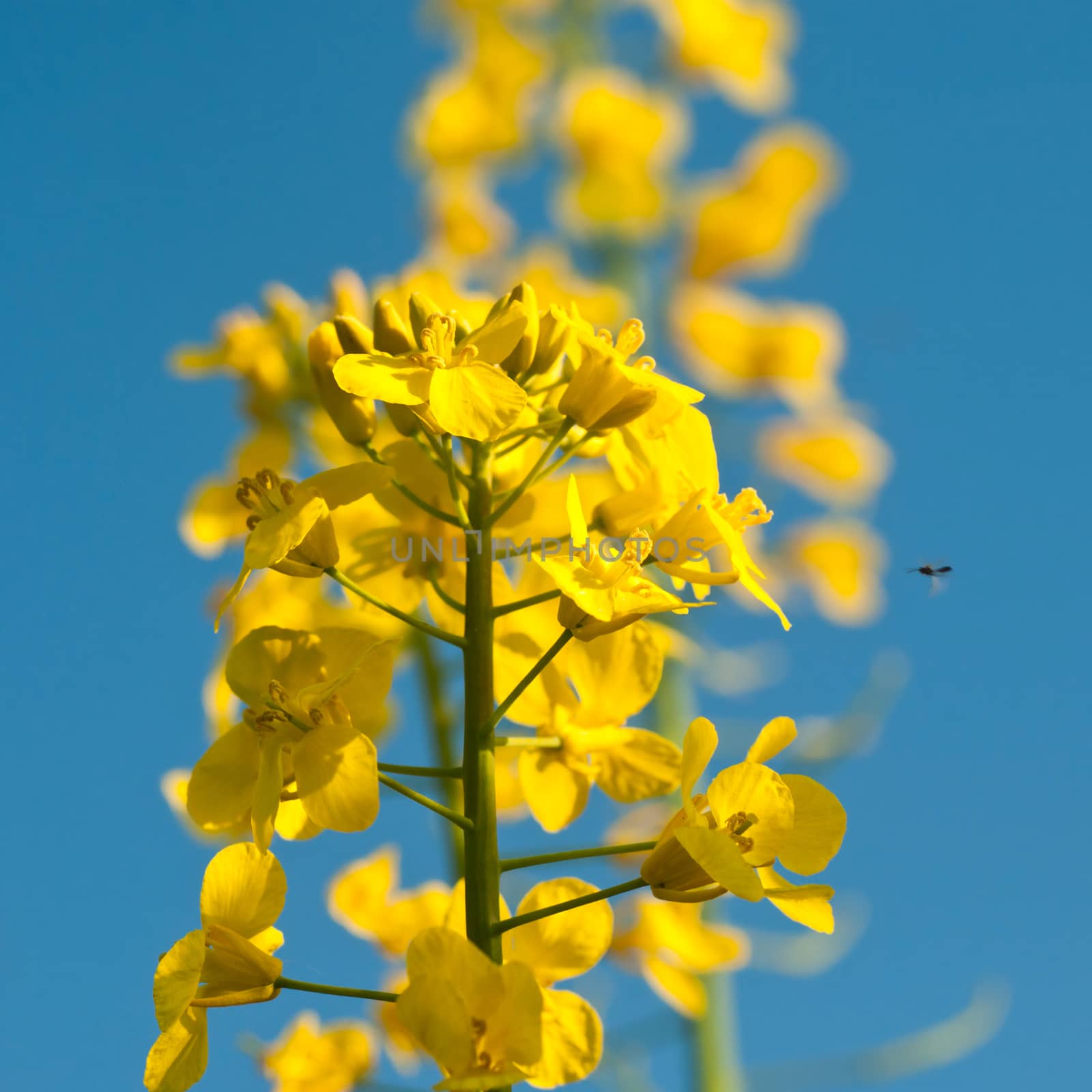 rape flowers closeup by NeydtStock