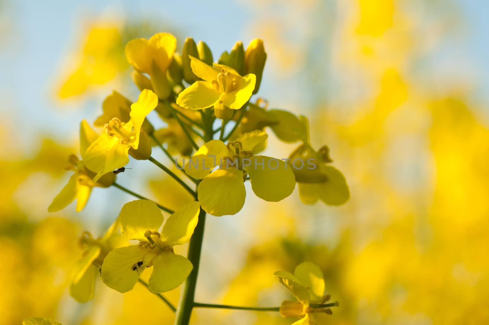 rape flowers closeup by NeydtStock