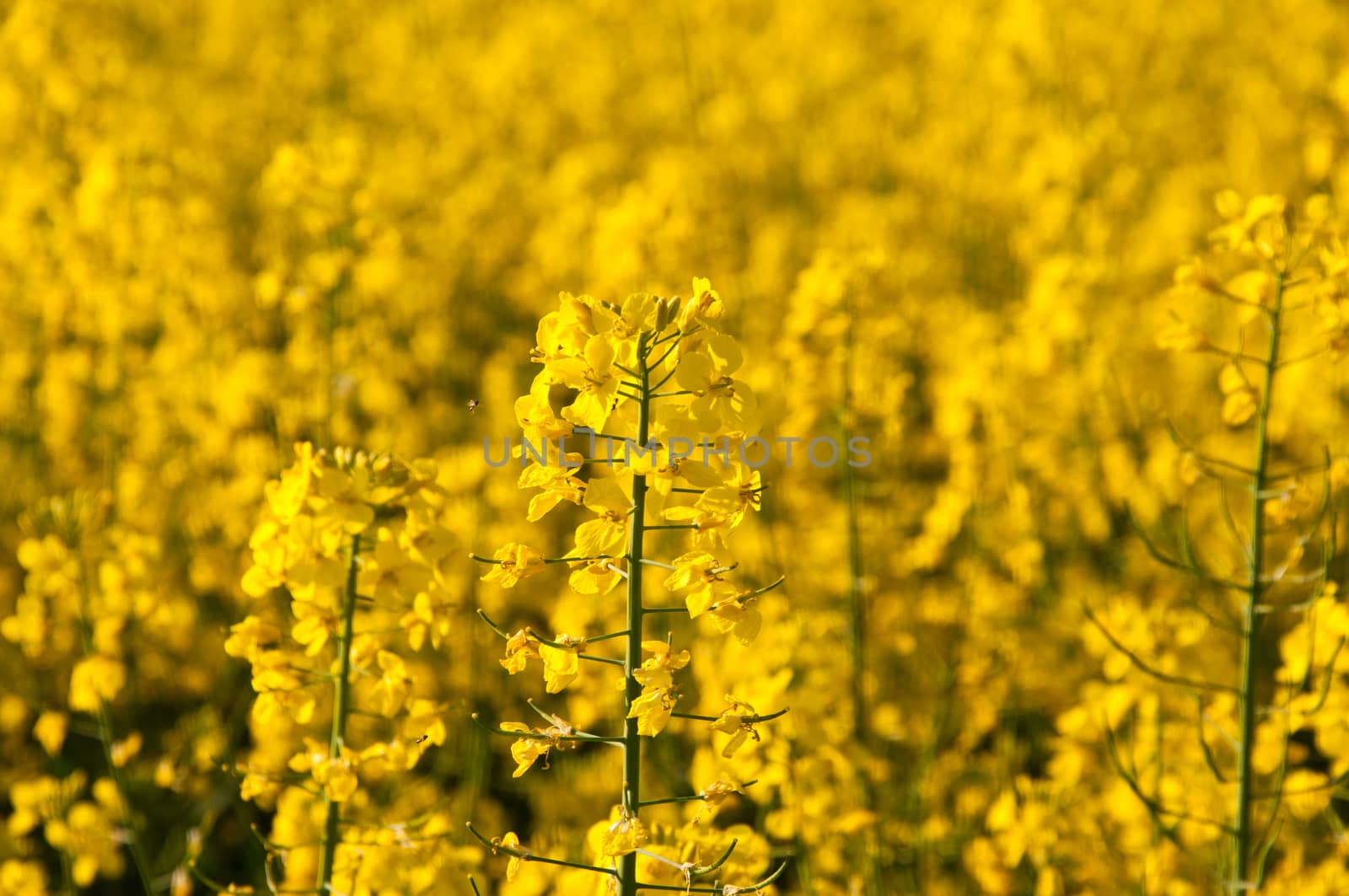 rape flowers by NeydtStock