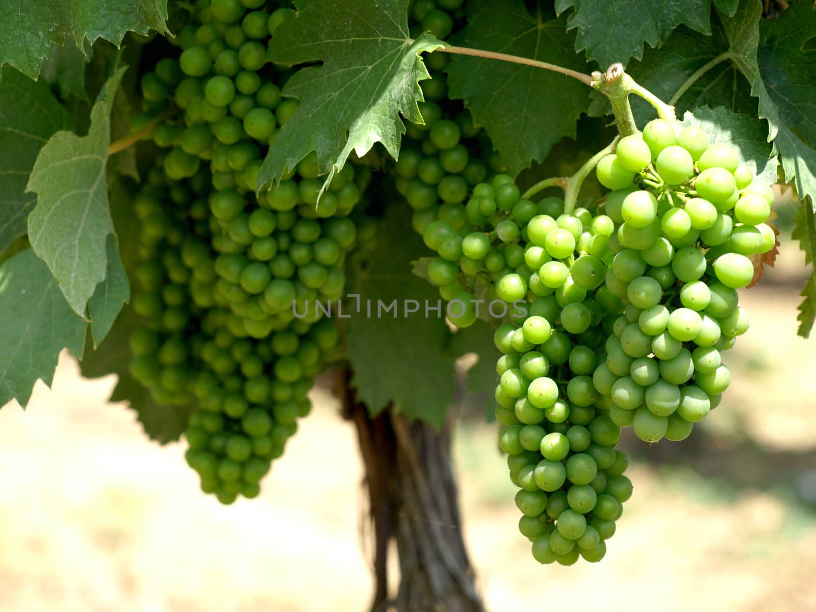 green grapes on the vine     