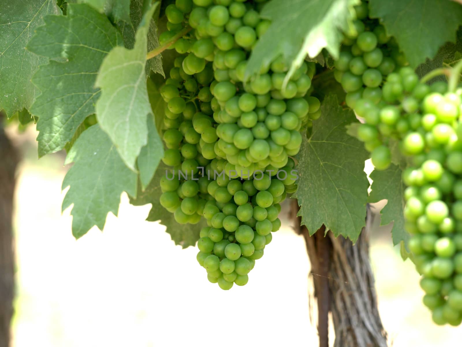 green grapes on the vine      
