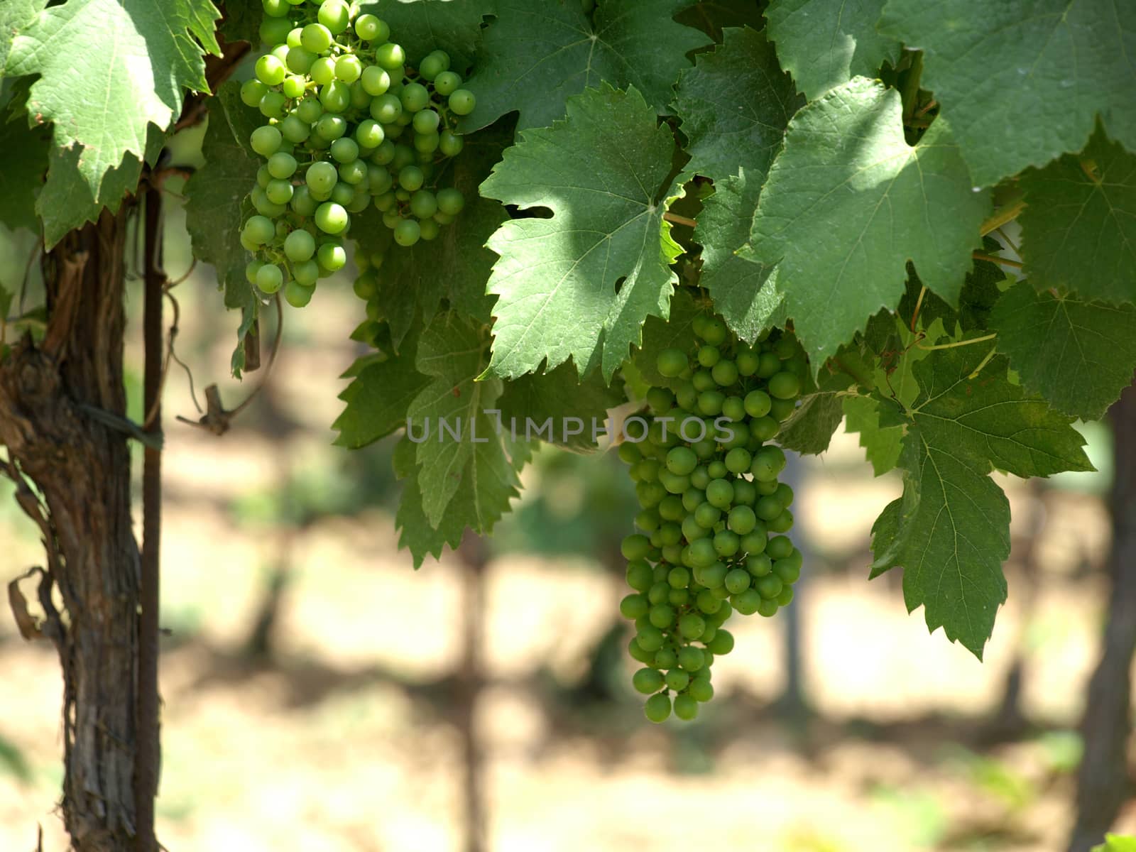 green grapes on the vine by pm29