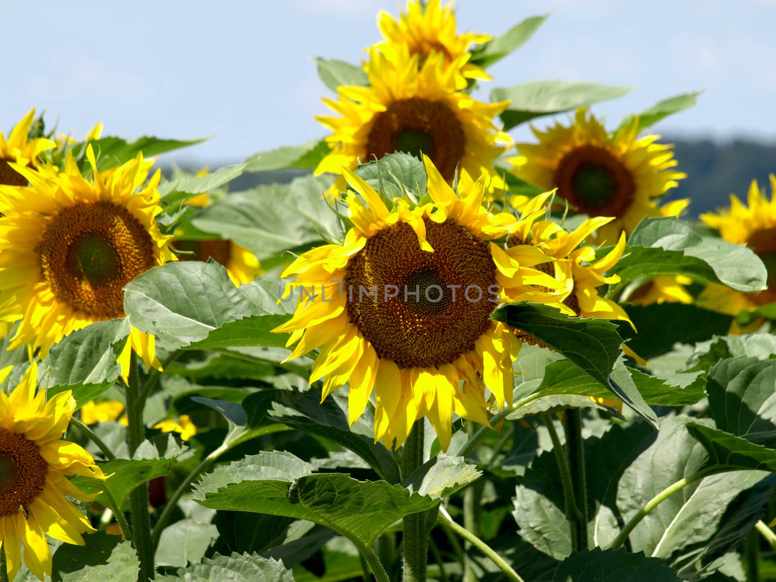 sunflower field over cloudy blue sky       