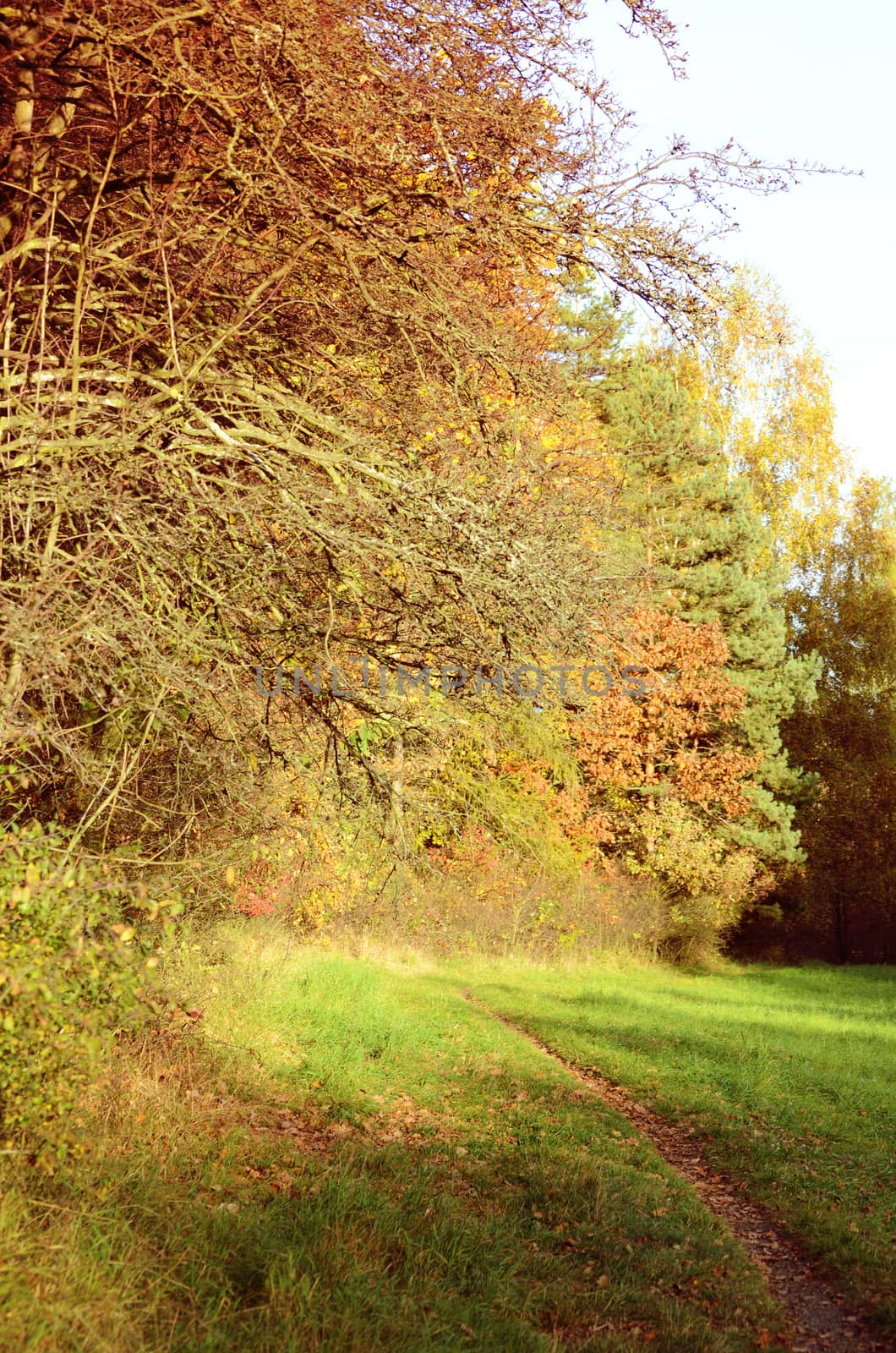 autumn lanscape