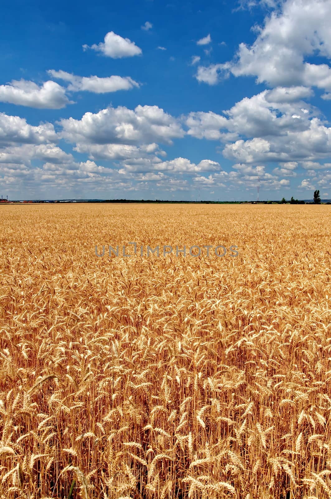 Wheat field with cloudy blue sky by anderm