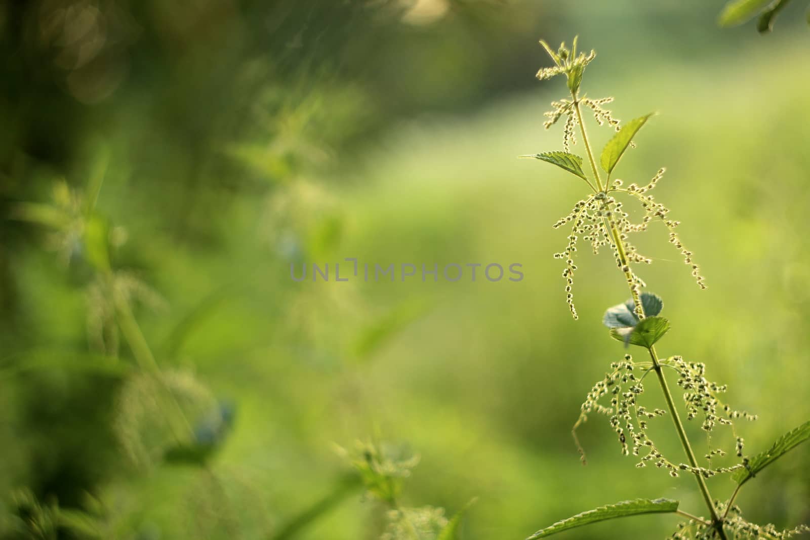 Fresh nettle in the meadow by sanzios