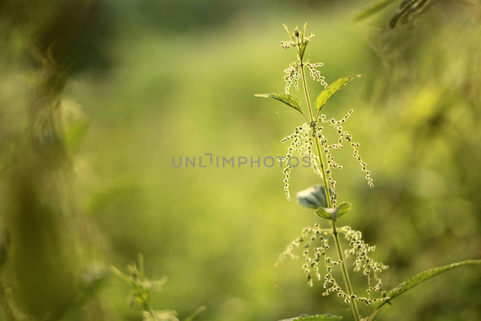 Fresh nettle in the meadow