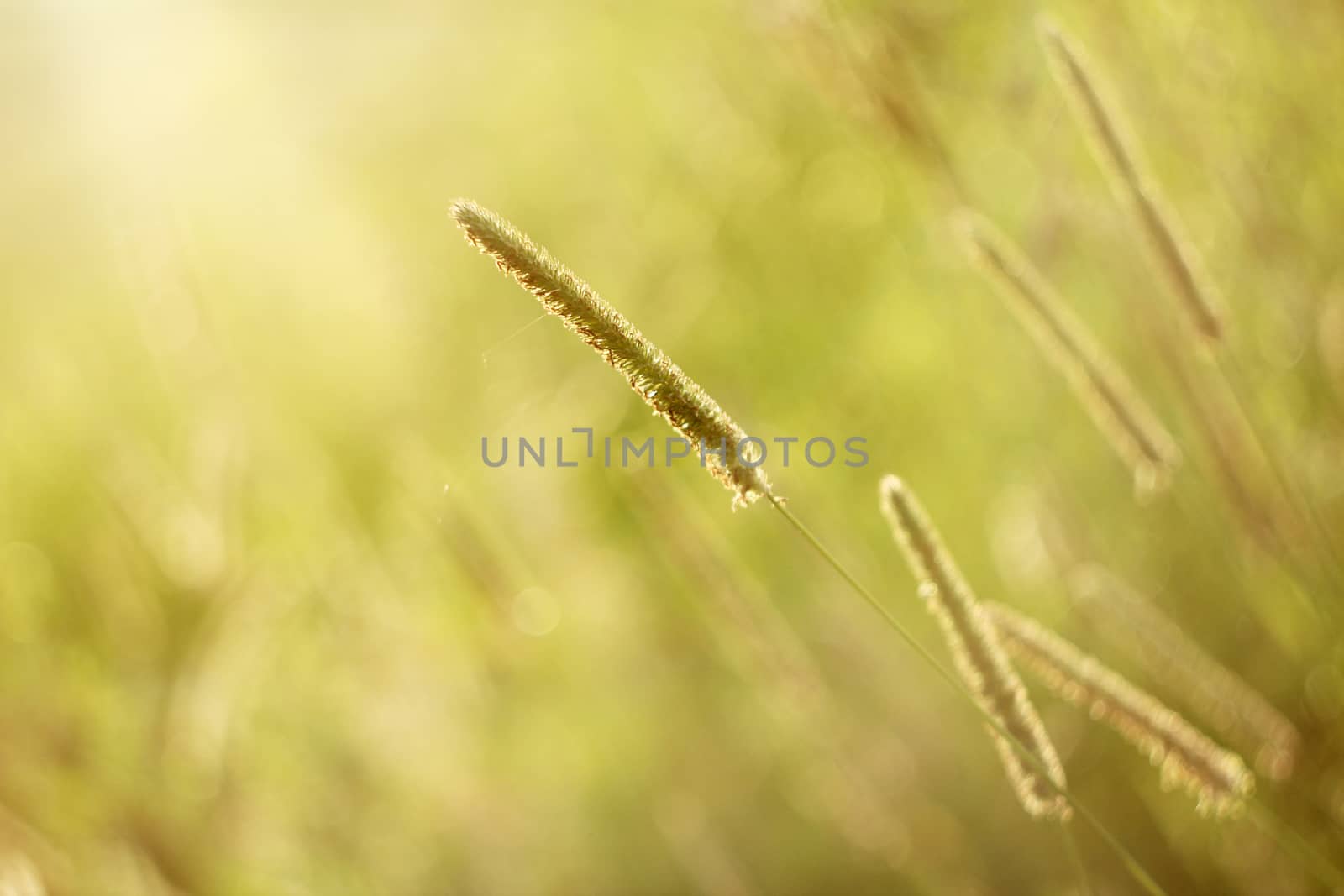 Wild vegetation in the meadow sunrise - wallpaper by sanzios