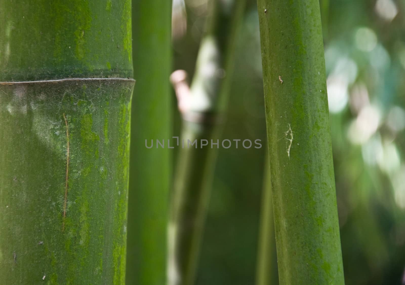 bamboo background