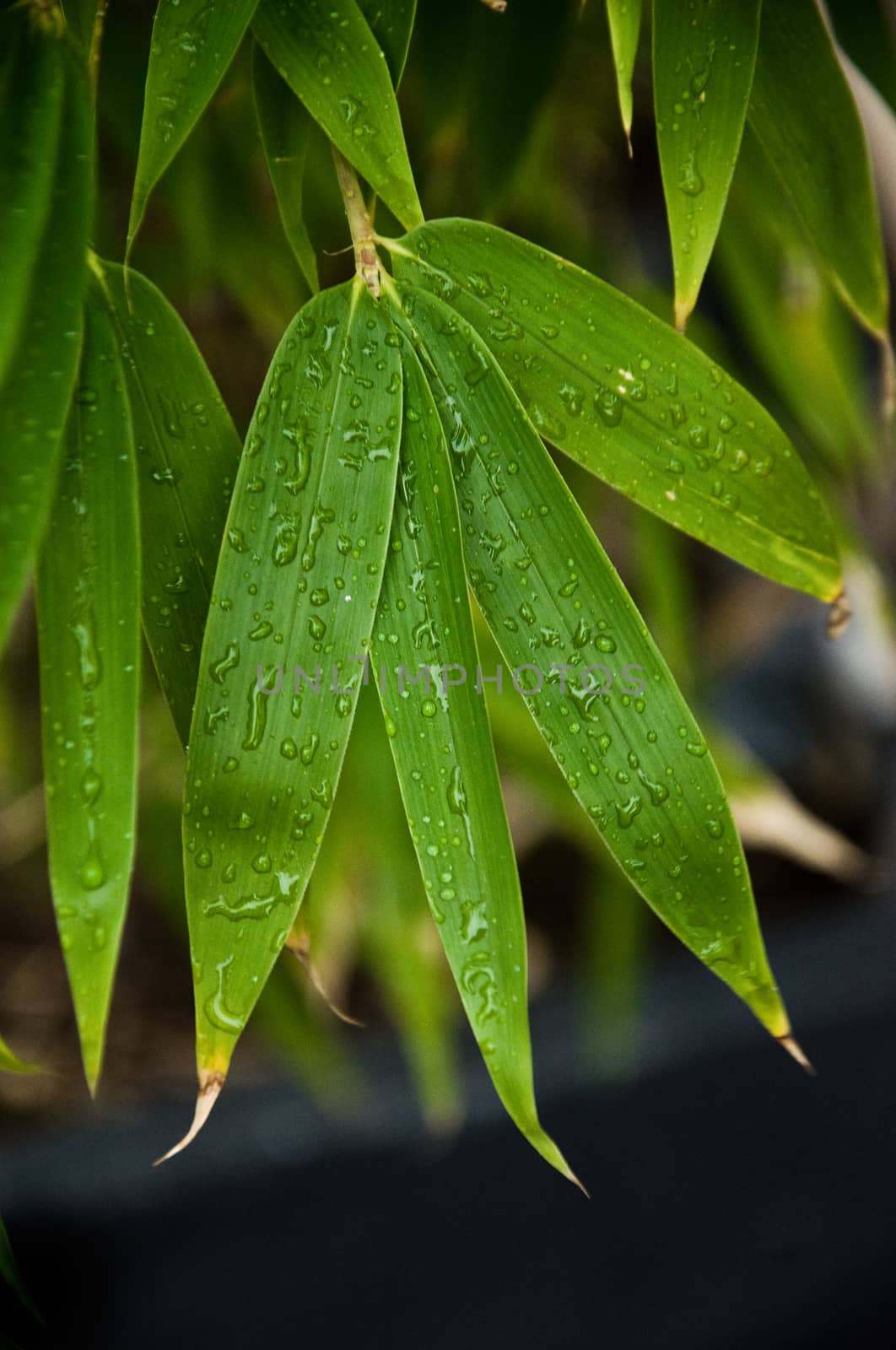 bamboo background by NeydtStock