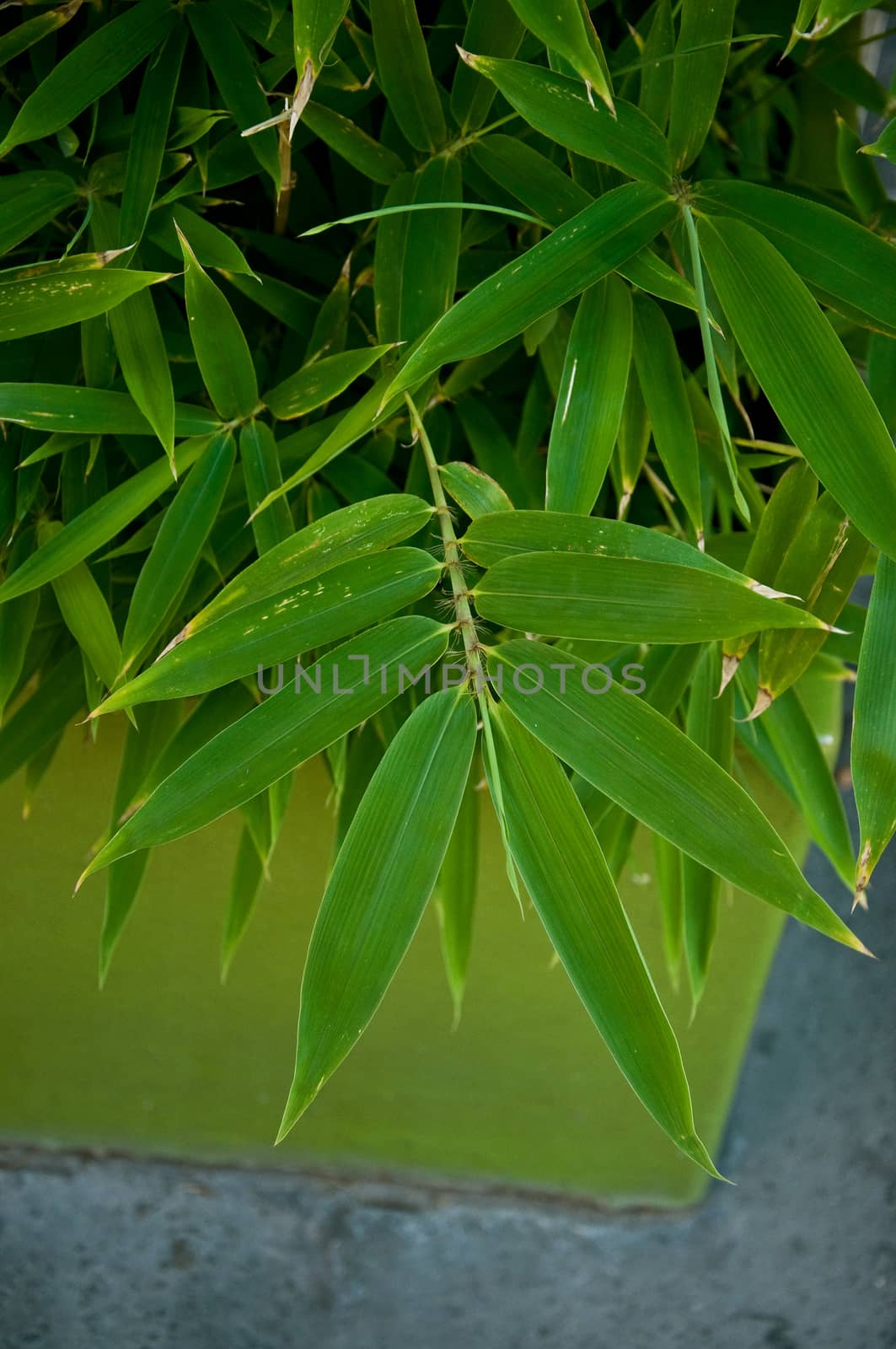 bamboo background by NeydtStock