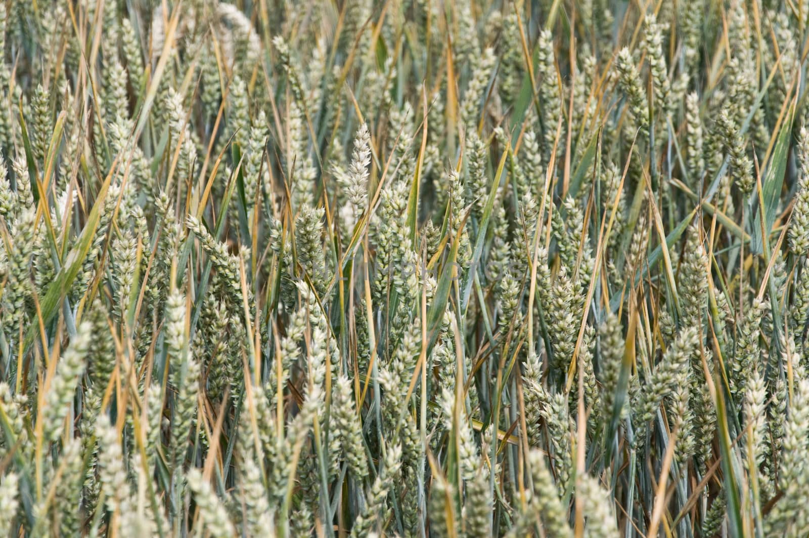 wheat field by NeydtStock