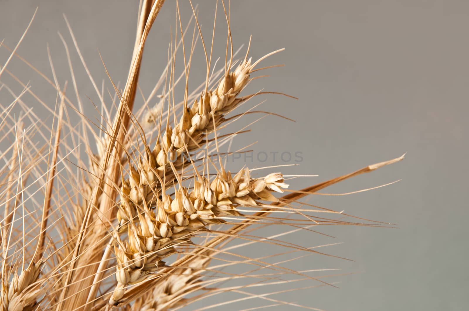 wheat isolated by NeydtStock