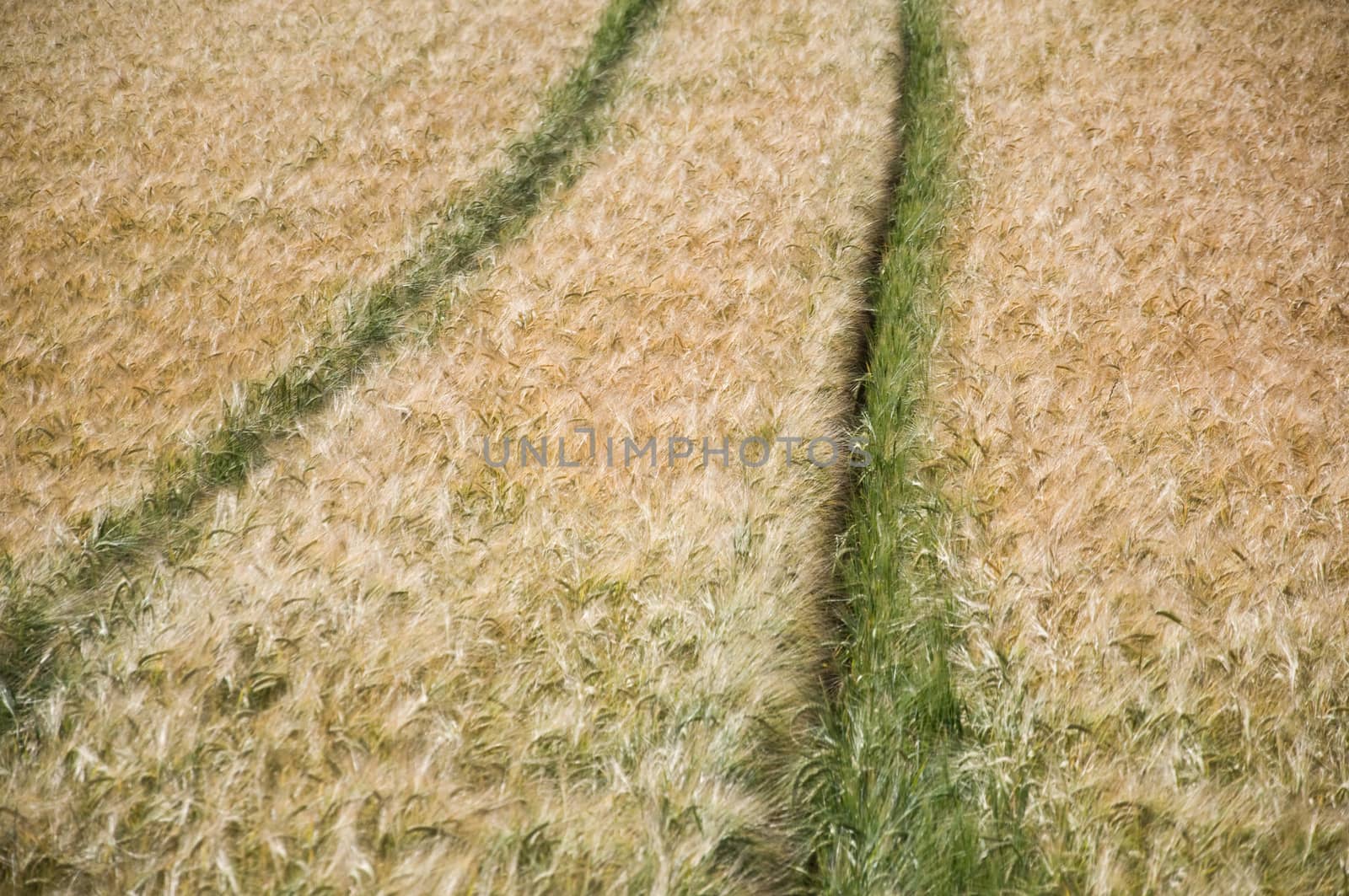 wheat field by NeydtStock