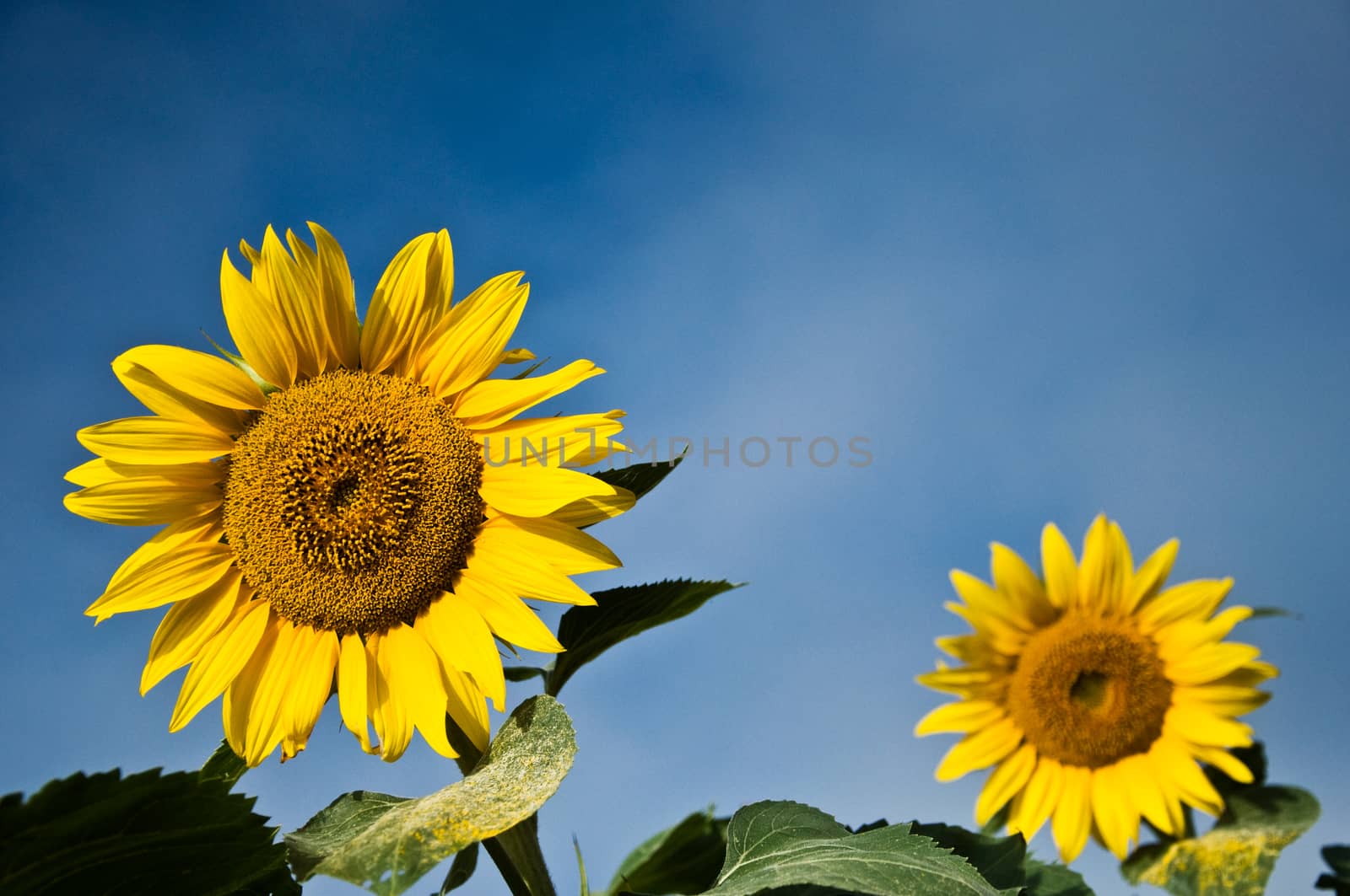 sunflower by NeydtStock