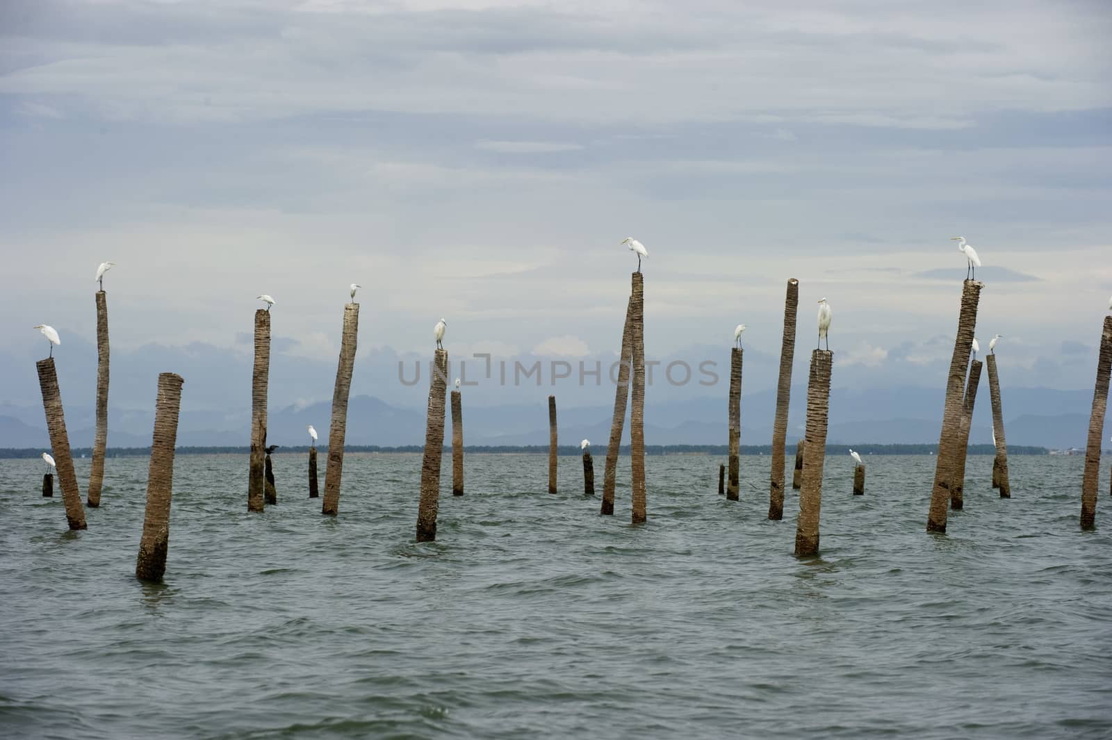 The flog of Great Egret, inner gulf of Thai.Thailand by think4photop