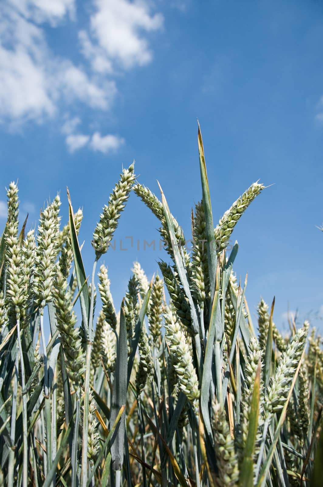 wheat field by NeydtStock