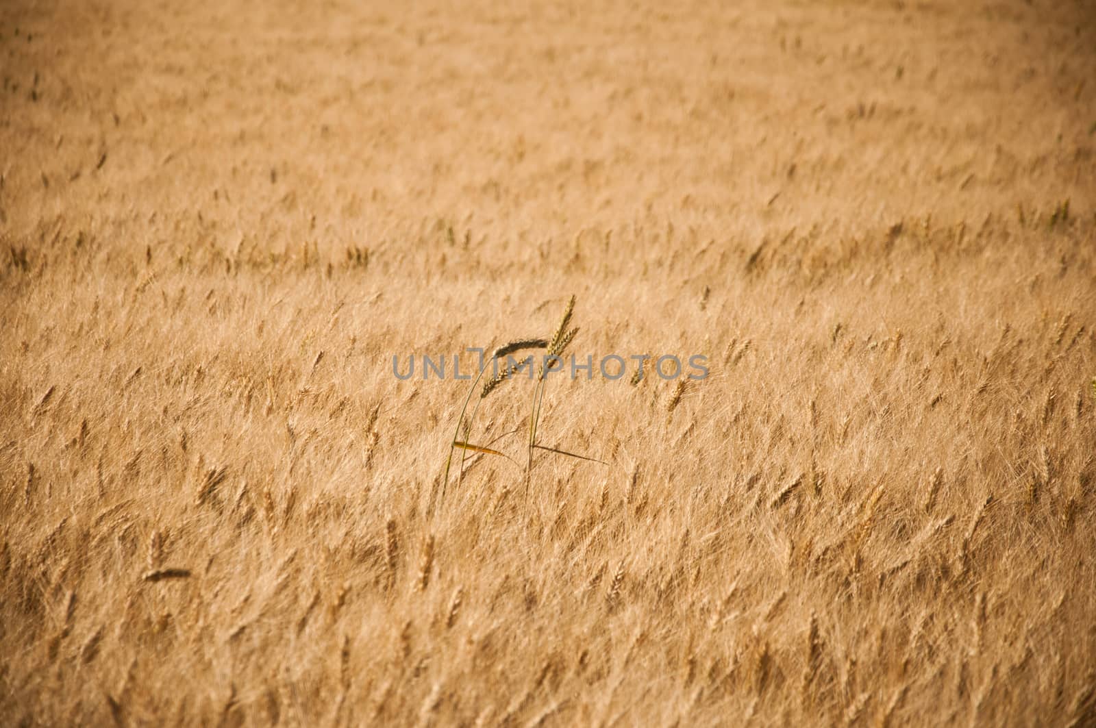 wheat field by NeydtStock