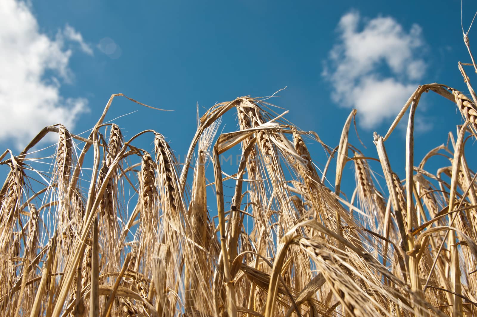 wheat field