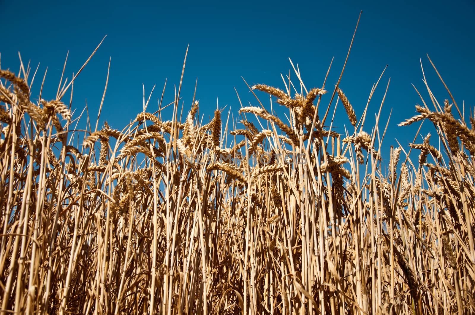 wheat field