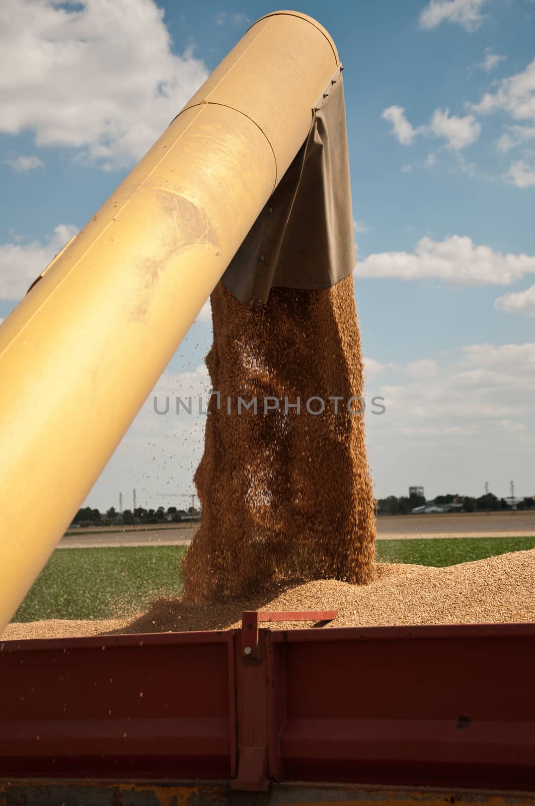 harvest in wheat field by NeydtStock