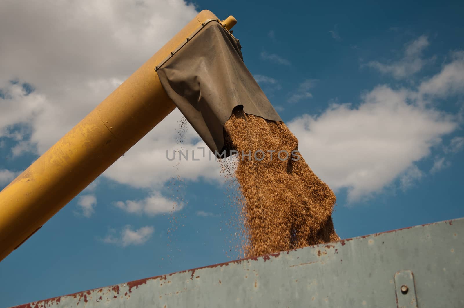 harvest in wheat field by NeydtStock