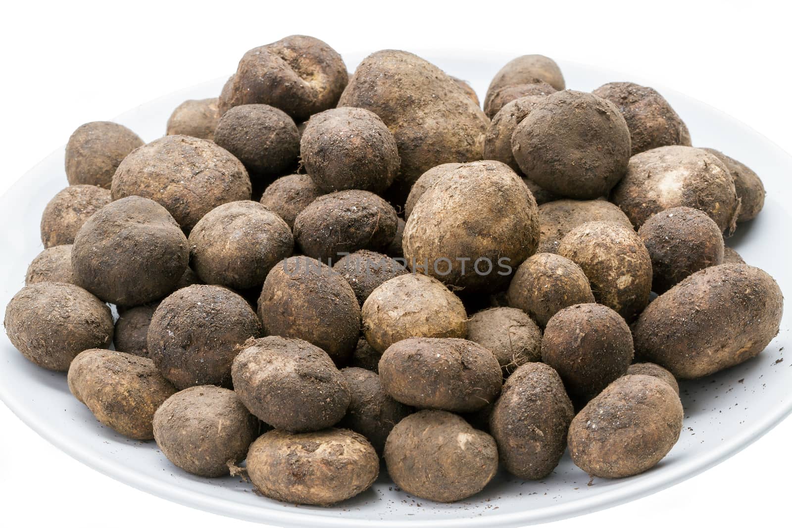 Mushroom - Barometer Earthstars (Astraeus hygrometricus)