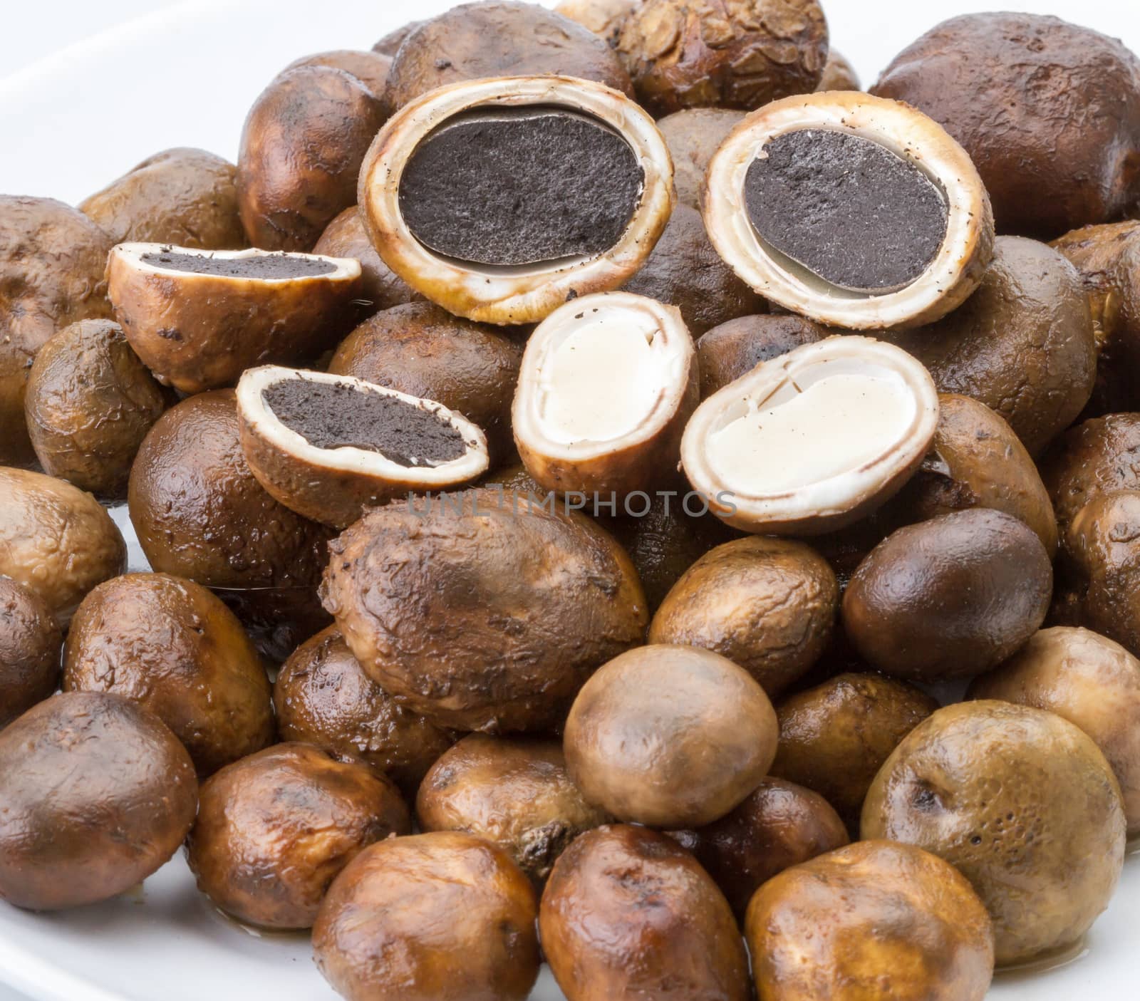 Mushroom - Barometer Earthstars (Astraeus hygrometricus)