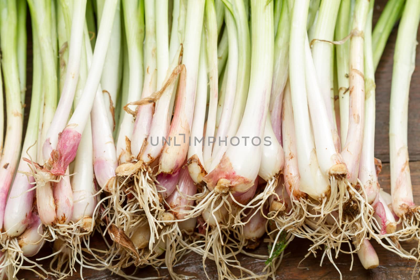 fresh green onion on wood background