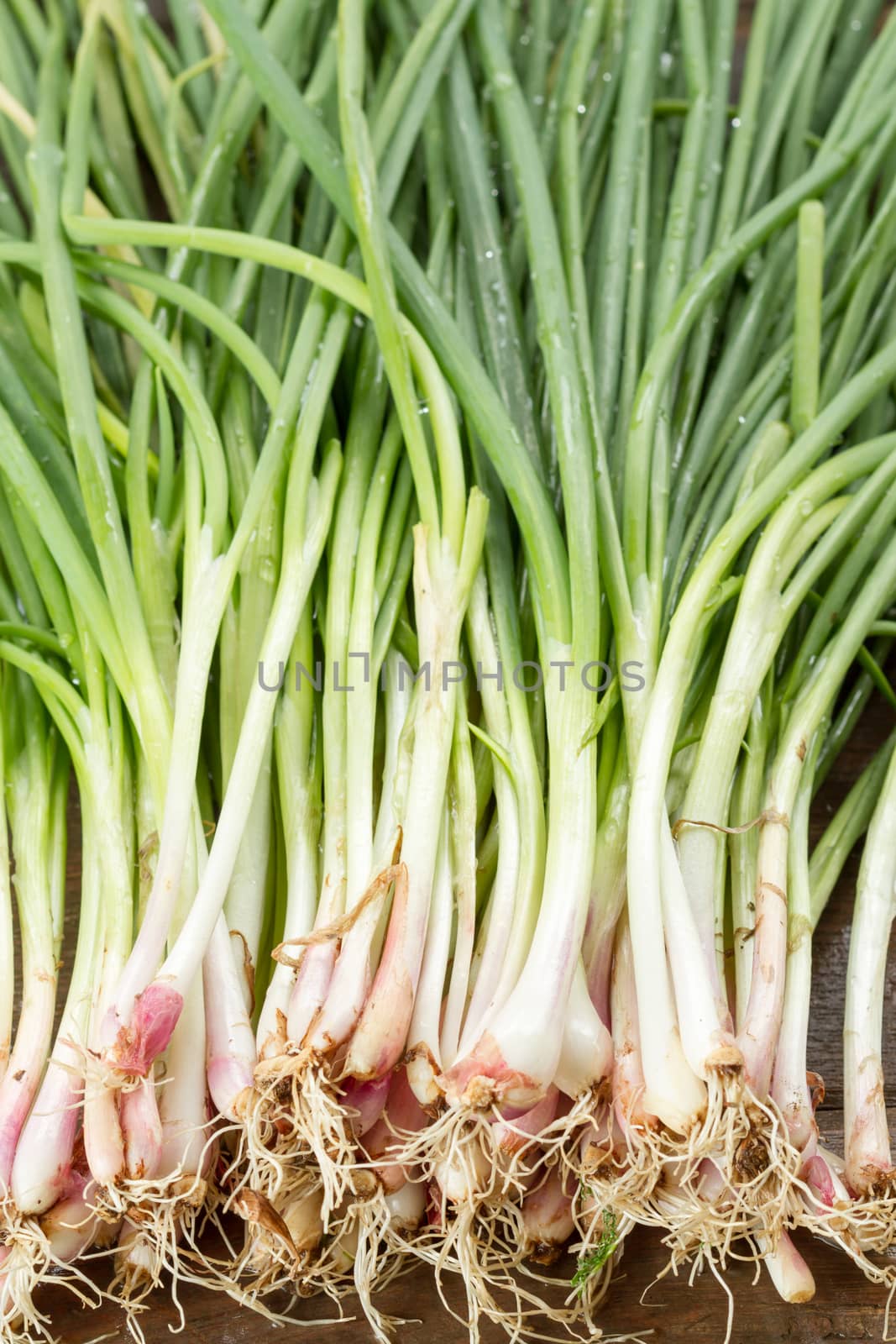 fresh green onion on wood background