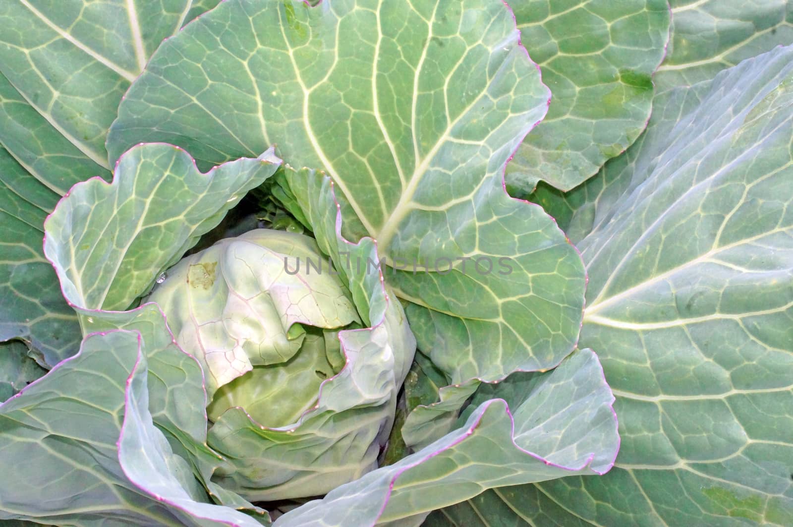   Cabbage in the garden as a background                                   