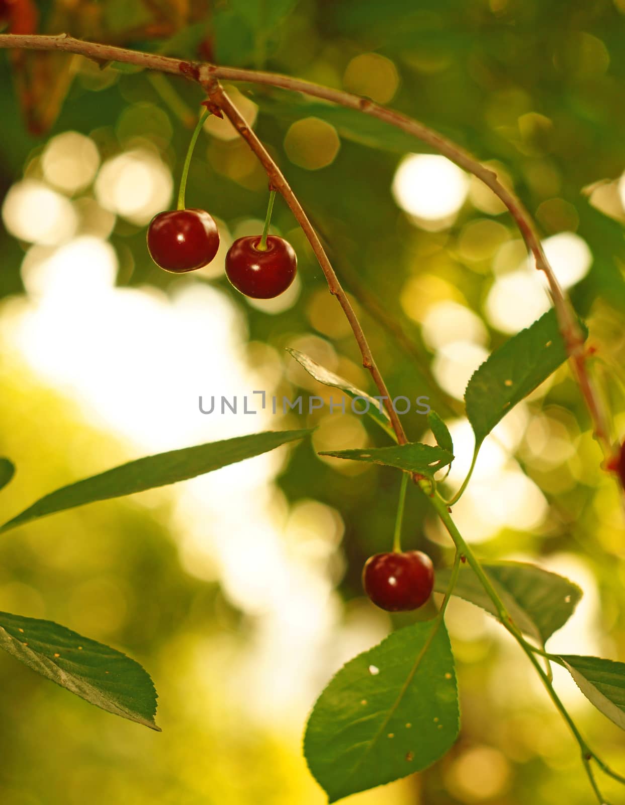  Ripe cherries in the garden on a background of golden bokeh                              