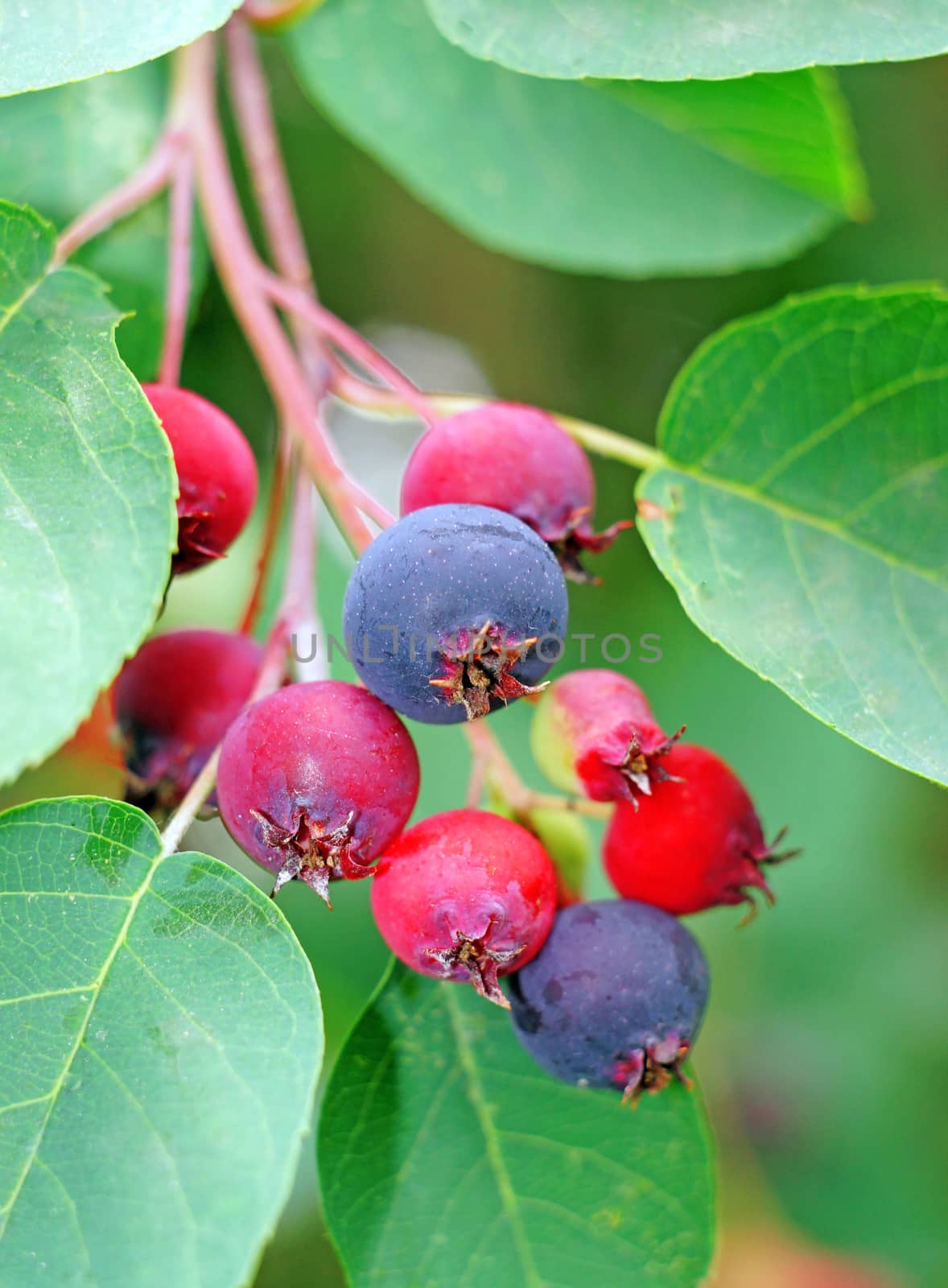  Saskatoon berries on a branch in a garden close up                              