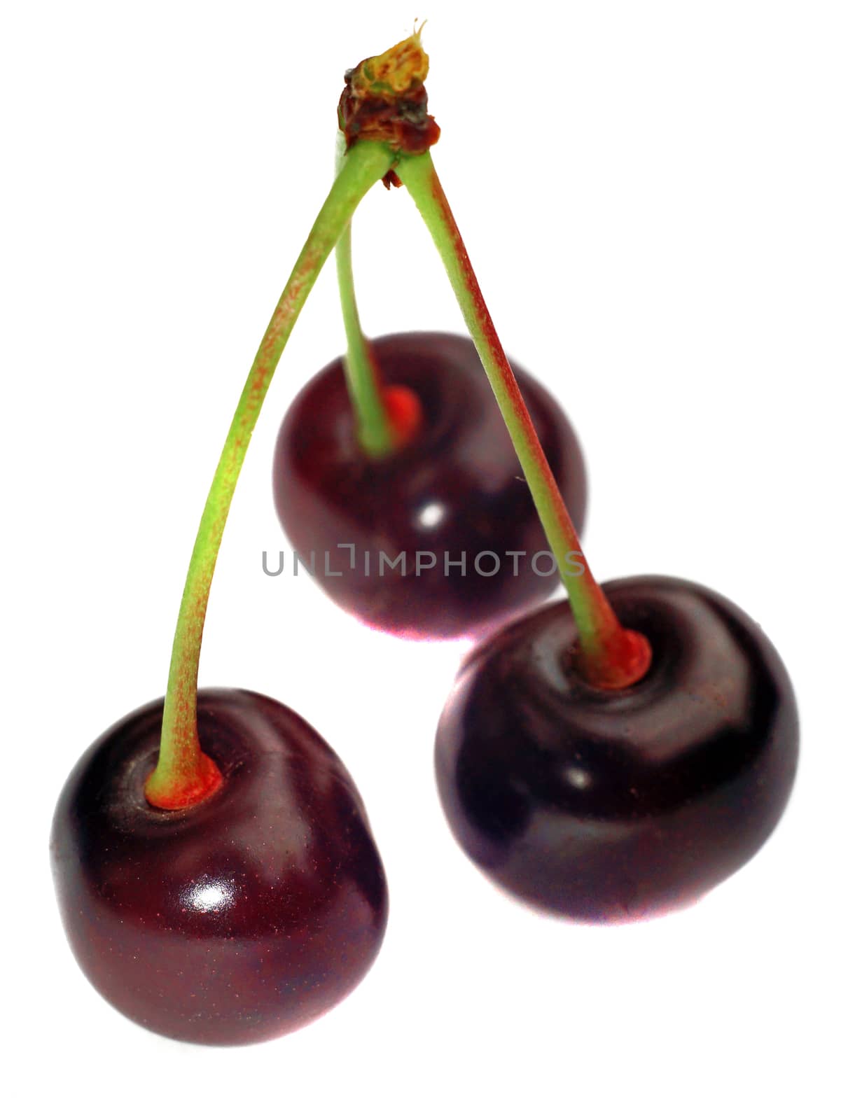 Three cherries on a branch isolated                               