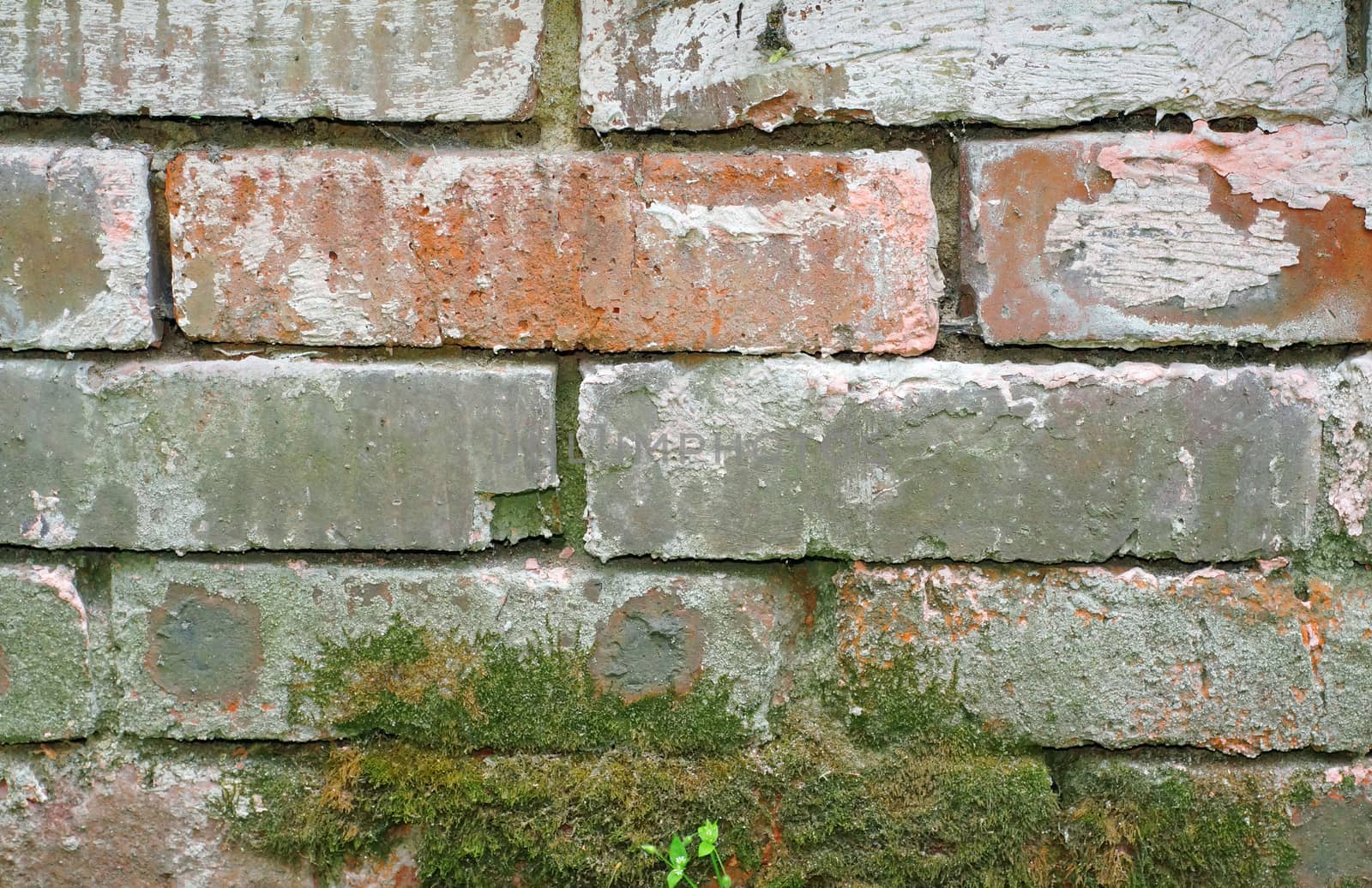  Texture of a brick foundation with an old moss                              