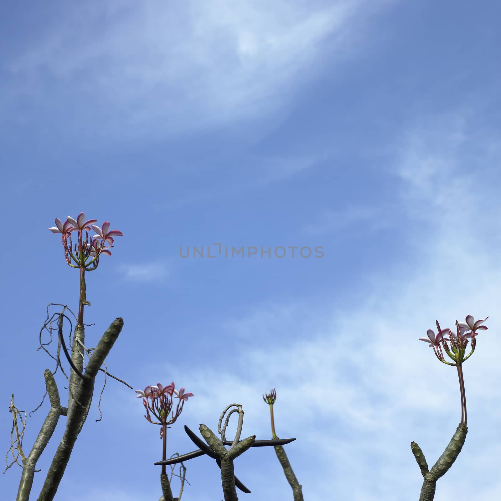 Tree with pink flowers and blue sky