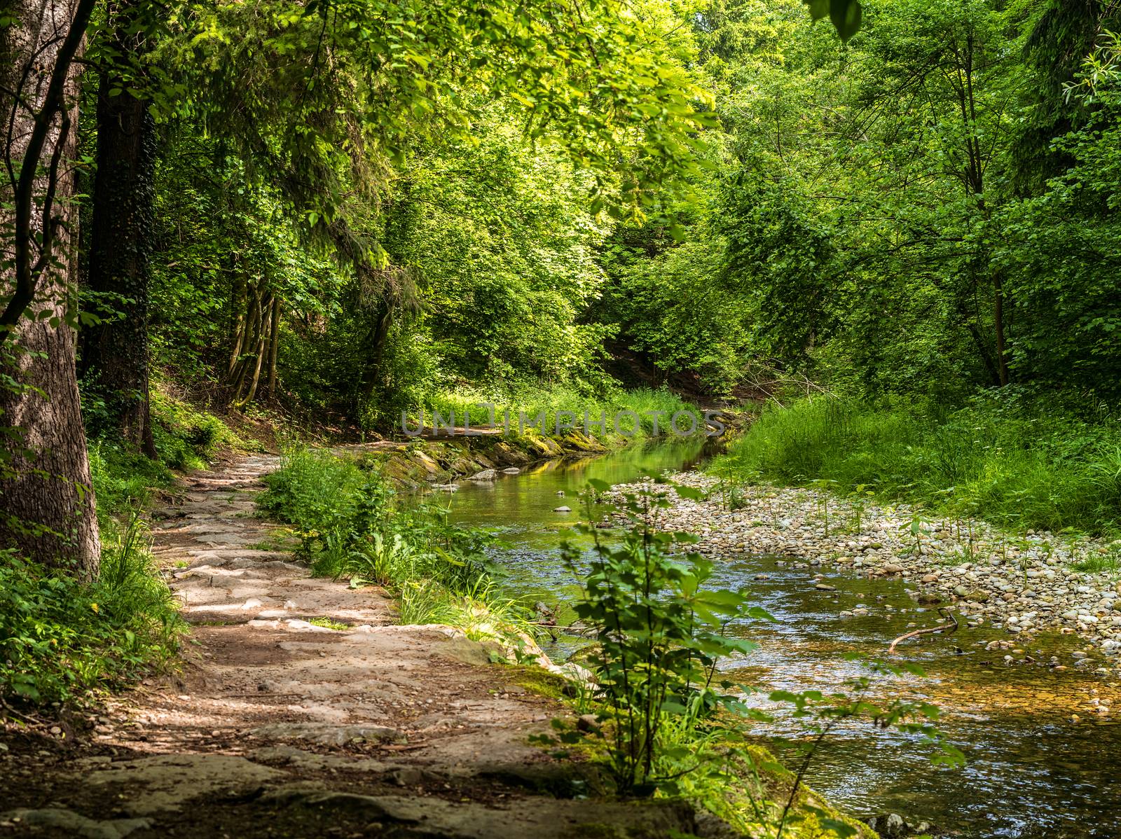 Photo of a footpath and stream running through a forest.