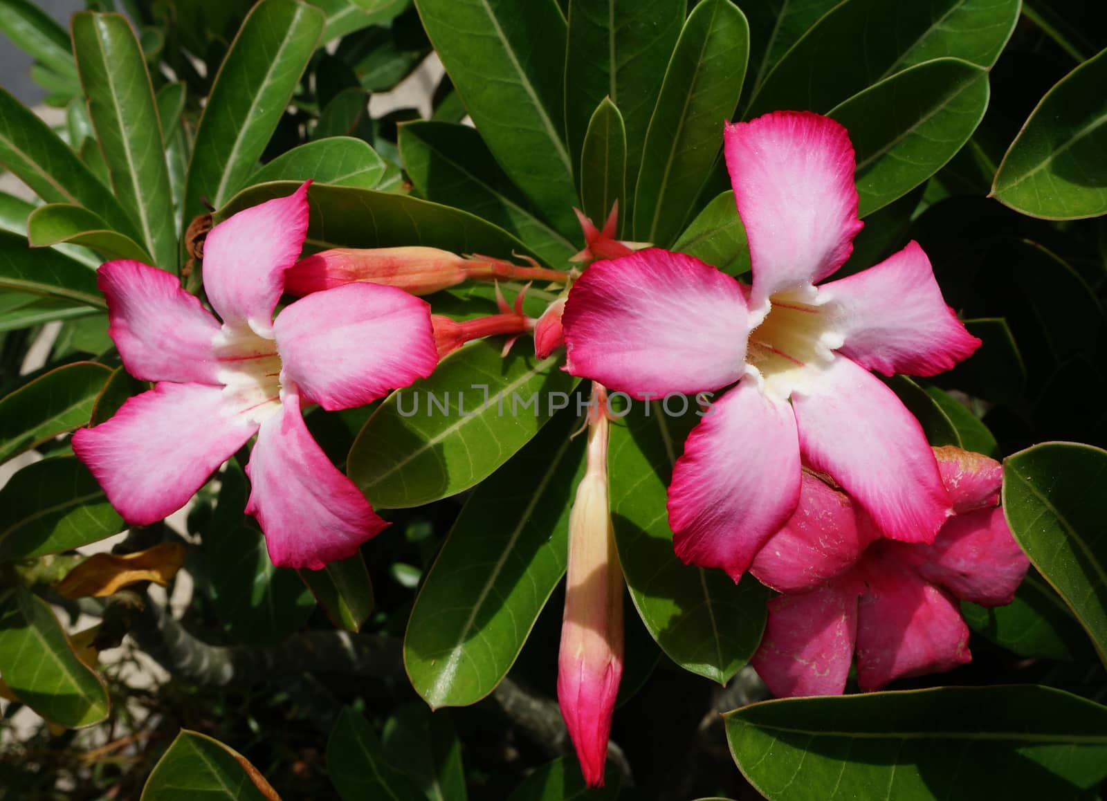 Adenium flowers, blooming into a bouquet. Flowers looking fresh and beautiful.                               