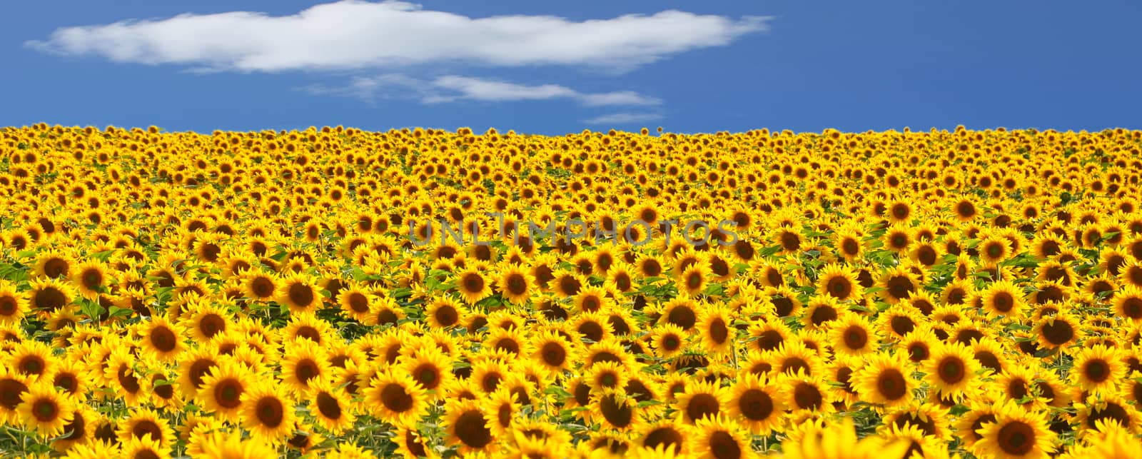 Field of sunflower against a blue sky