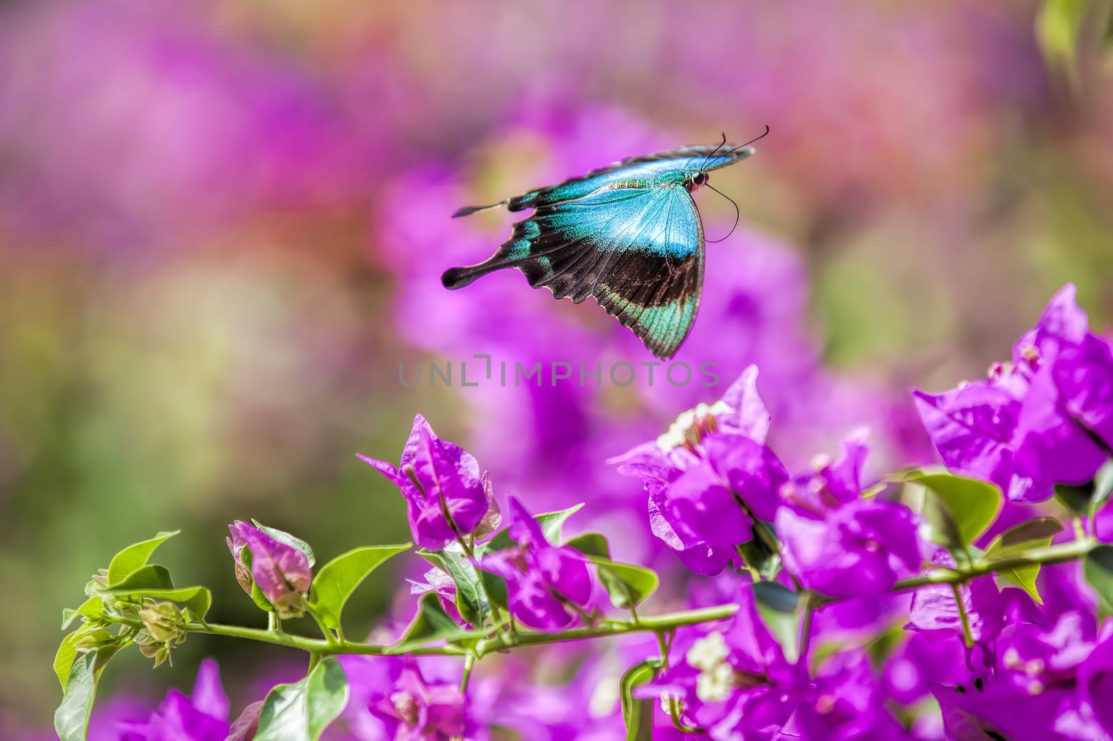 Blue Swallowtail Butterfly by kjorgen